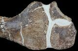 Partial Fossil Plesiosaur Paddle - Goulmima, Morocco #73945-4